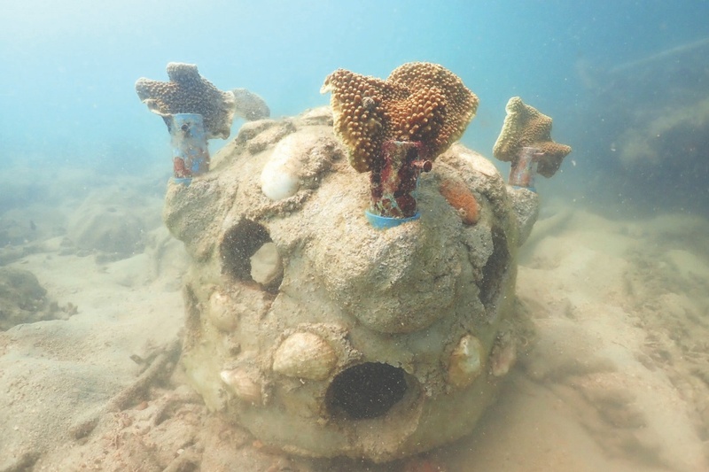 Fish shelters made from coral grown in PVC pipes