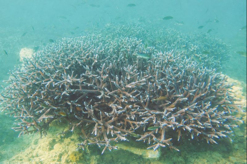Marine life benefiting from the healthy coral