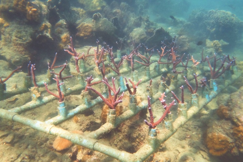 Young coral growing from PVC pipes