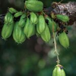  Samui’s Secret Sour Note