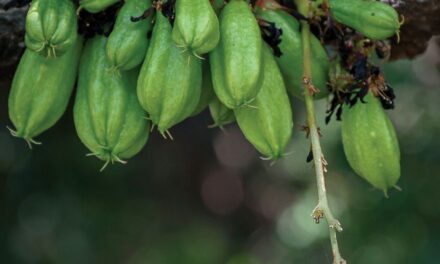  Samui’s Secret Sour Note