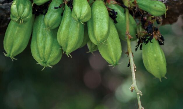  Samui’s Secret Sour Note