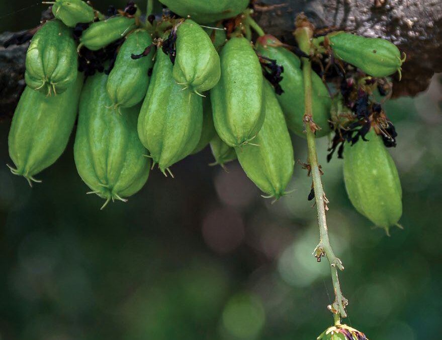  Samui’s Secret Sour Note