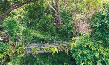 Tree Bridge Zipline Forest Adventure 