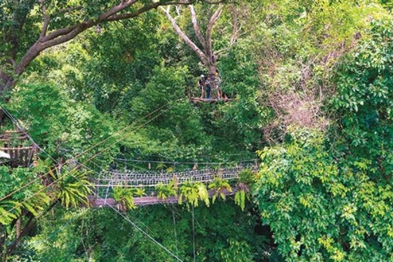TREE BRIDGE ZIPLINE FOREST ADVENTURE