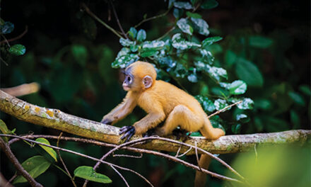 Dusky Langur Spotting