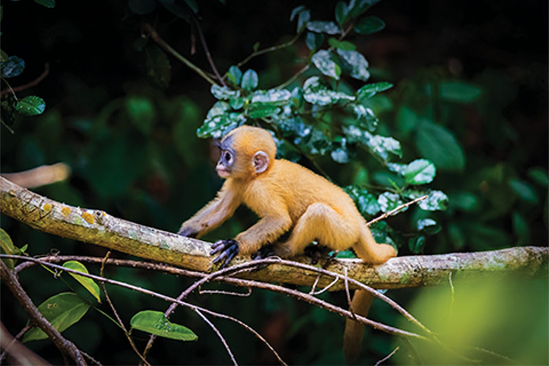 Dusky Langur Spotting