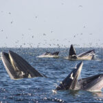 Eco-Nature Trails Curated by TAT