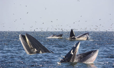 Eco-Nature Trails Curated by TAT