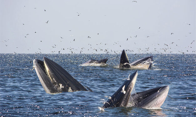 Eco-Nature Trails Curated by TAT