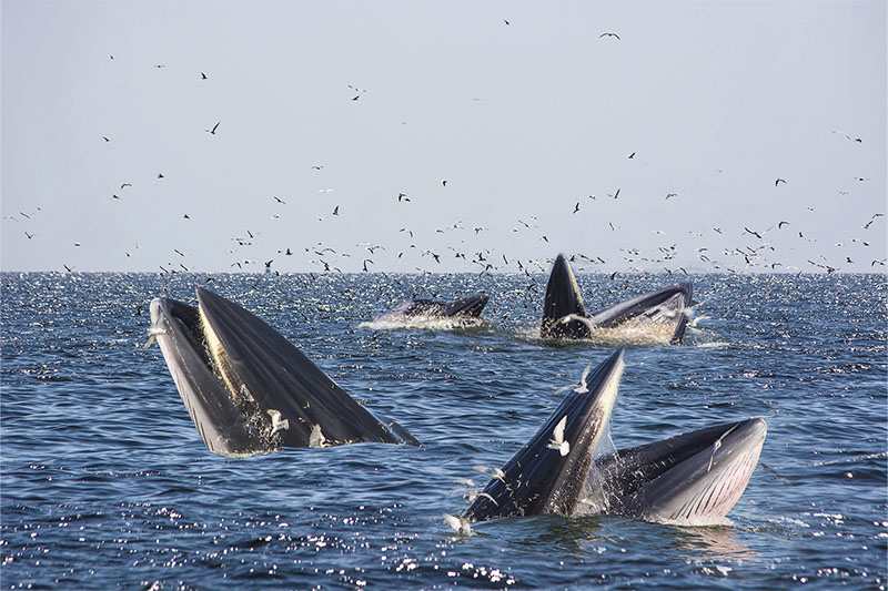 Eco-Nature Trails Curated by TAT