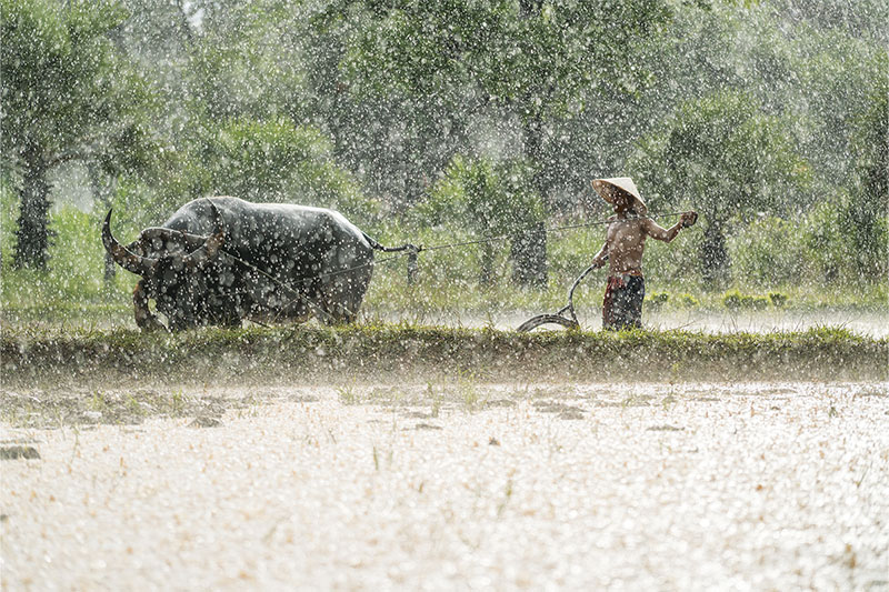 A farmer guides his water buffalo as it ploughs through the rice paddies.