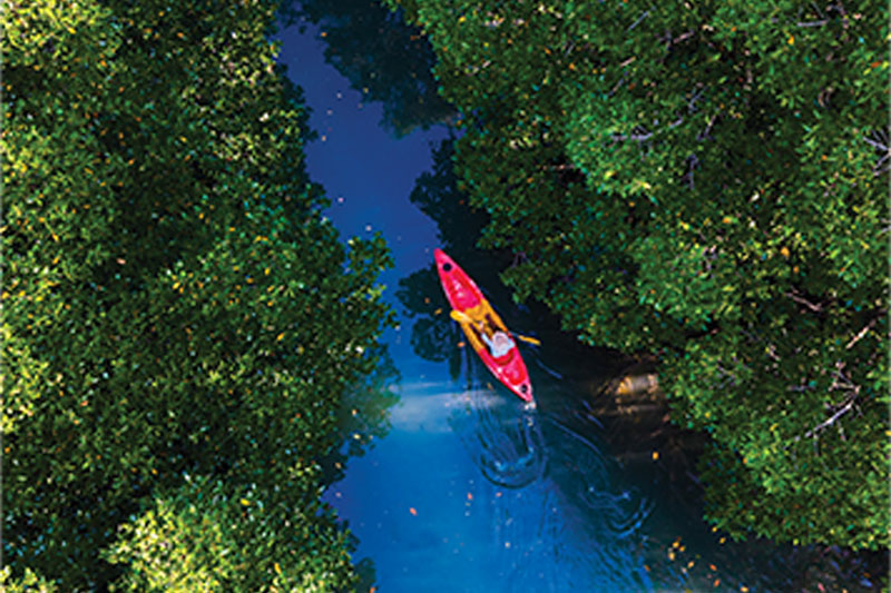 INTERNATIONAL DAY OF FORESTS