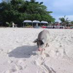 Koh Madsūm (Pig Island) — Playful Escapes