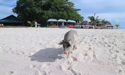 Koh Madsūm (Pig Island) — Playful Escapes