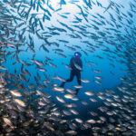 Koh Tao & Koh Nang Yuan – Beneath the Surface