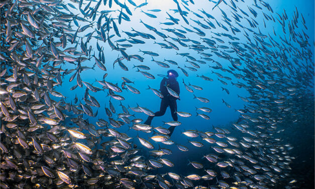 Koh Tao & Koh Nang Yuan – Beneath the Surface