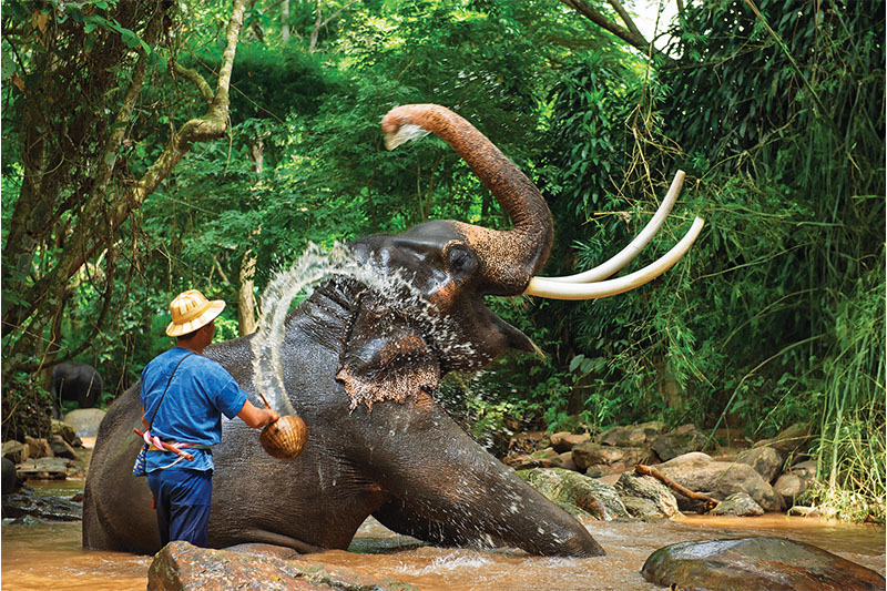 NATIONAL THAI ELEPHANT DAY
