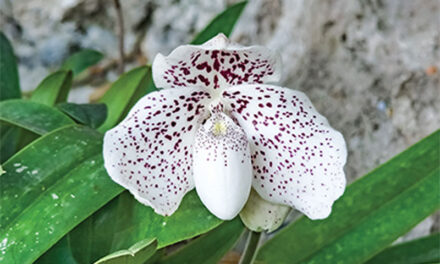 Orchid Season at Ang Thong Marine Park
