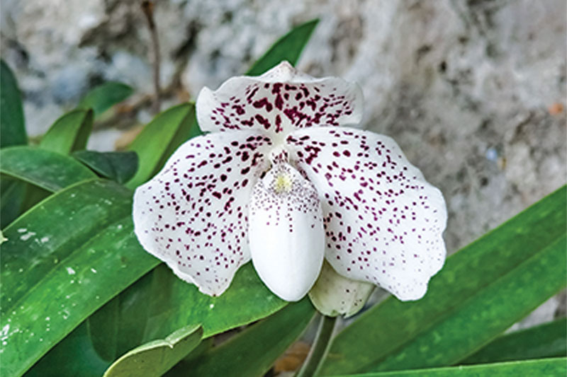 Orchid Season at Ang Thong Marine Park