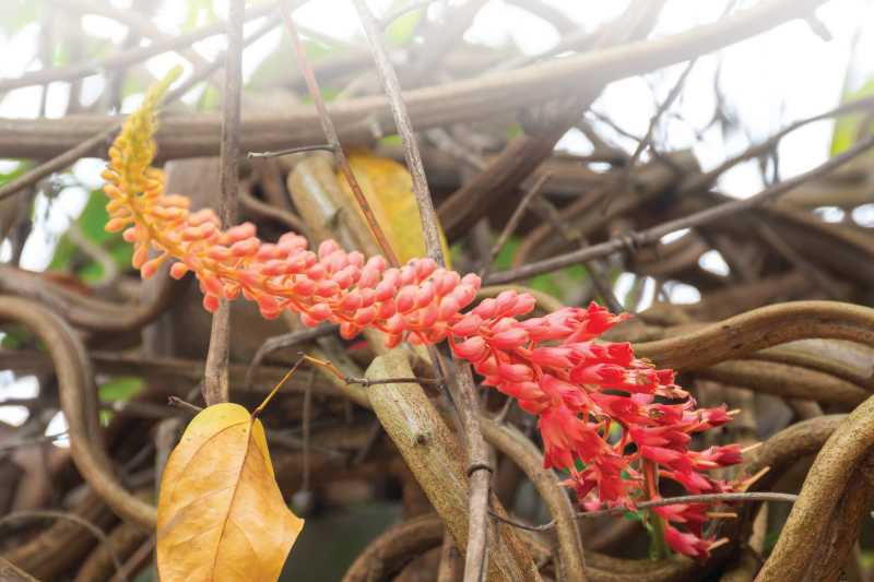 RED VINE — YA NAANG DAENG | OurSamui