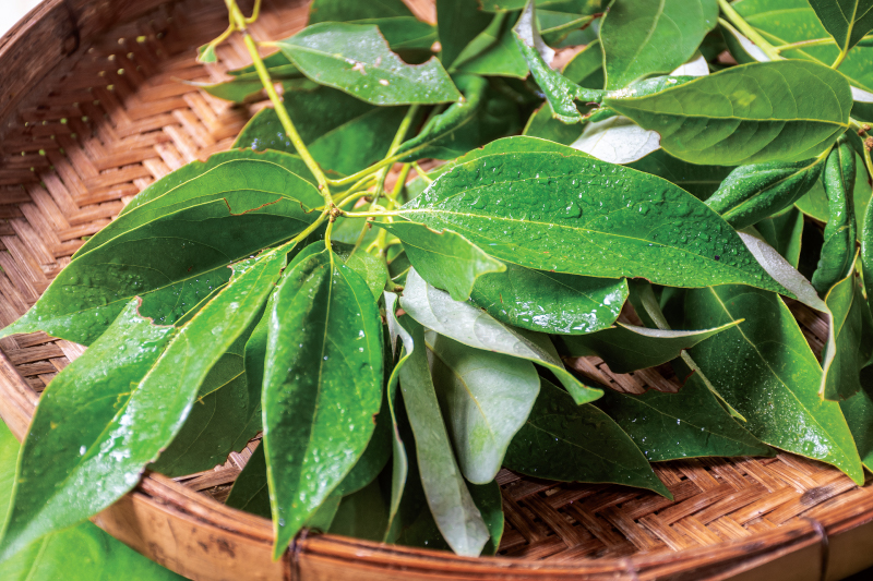 CAMPHOR — GARABOON | Samui Herb | OurSamui.com