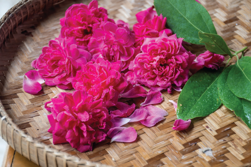 DAMASK ROSE – KOOLARB MON | Samui Herb | OurSamui.com