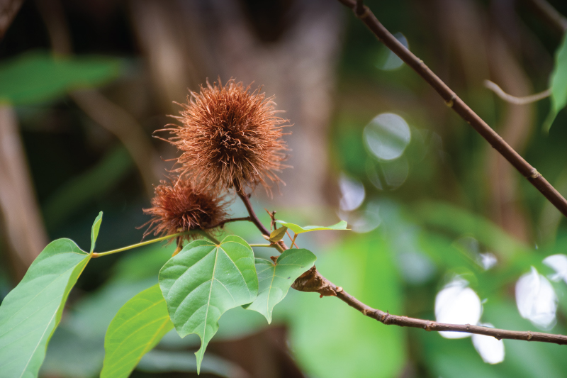 LIPSTICK SEED — KHAM THAI/KHAM SAED | Samui Herb | OurSamui