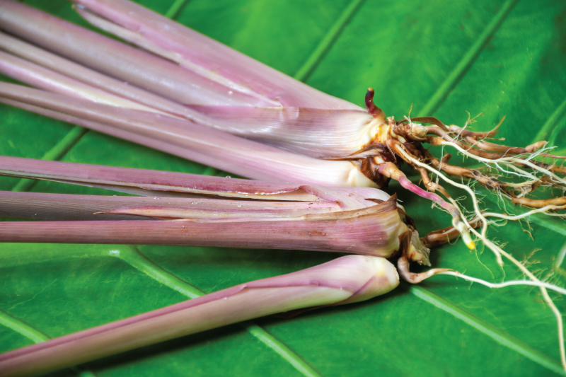 LEMONGRASS — ตะไคร้ | OurSamui