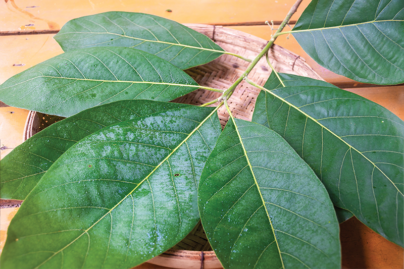 BAI MEE — LITSEA GLUTINOSA | OurSamui
