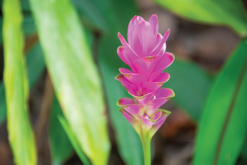 SIAM TULIP — PATOOMA | OurSamui