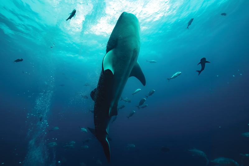 International Whale Shark Day, Koh Samui (Ko Samui), Thailand | OurSamui<br />
