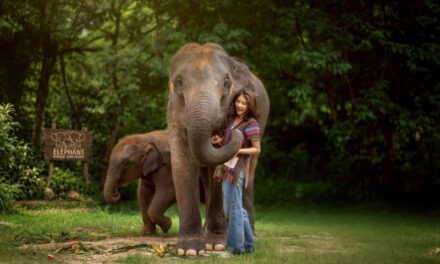 Elephant Jungle Sanctuary Koh Samui