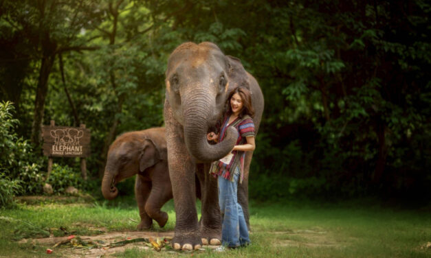 Elephant Jungle Sanctuary Koh Samui