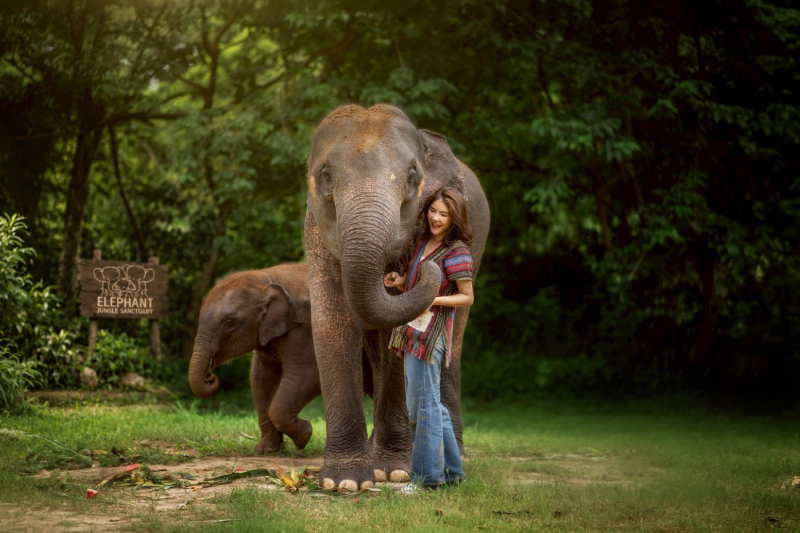 Elephant Jungle Sanctuary Koh Samui, Koh Samui Activities (Ko Samui), Thailand | OurSamui