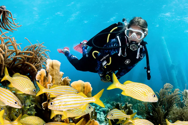 Silent Divers, Samui